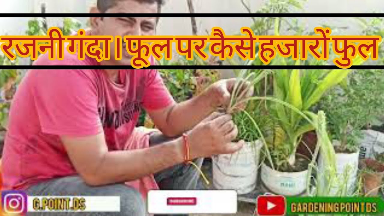 rajnigandha plant care tipshow to grow rajnigandha plant #rajnigandha #