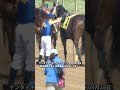 【競馬】わずか3歳のVino Subitoが怪我を負い、安楽死