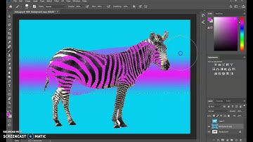 Zebra