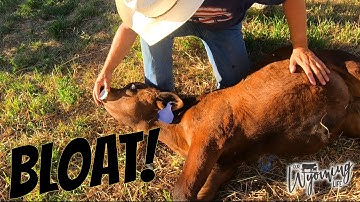 Treating a Calf for Bloat