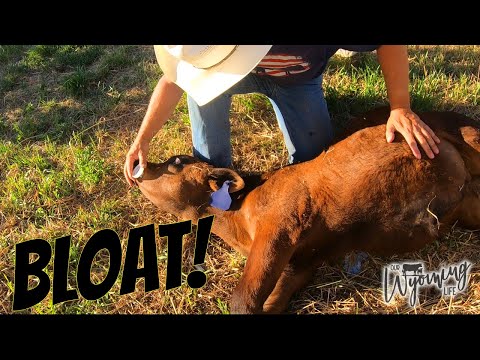 Video: How To Treat A Cow's Stomach Upset