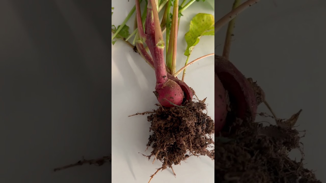 #Radish