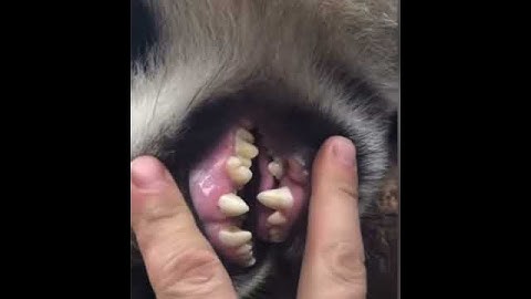 🐼XiXi Teeth Check Up Time!! 😀 (@Panda HappyLand) #shorts