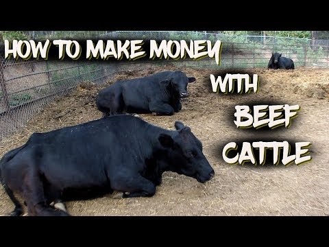 best way to make money off cows