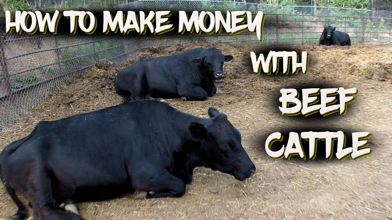 how many cows do you need to make money