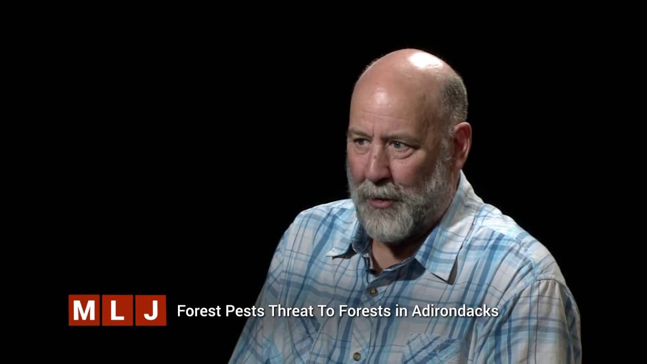 Invasive Species Threatens Adirondack Forests: Hemlock Wooly Adelgid