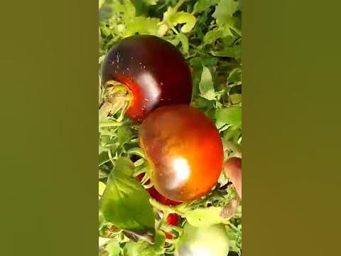 ТОМАТ ЖАРКИЕ УГЛИ - YouTube