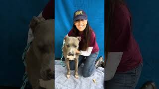 NEW and URGENT! A5028258 Marley | Pitbull by United Hope for Animals 701 views 1 month ago 1 minute, 1 second