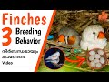 Finches Breeding Behavior | Finches Mating Call | Finches Birds Malayalam | MY PET PLANT