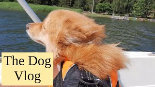 A Week In The Life Of Delphi | Dog Vlog