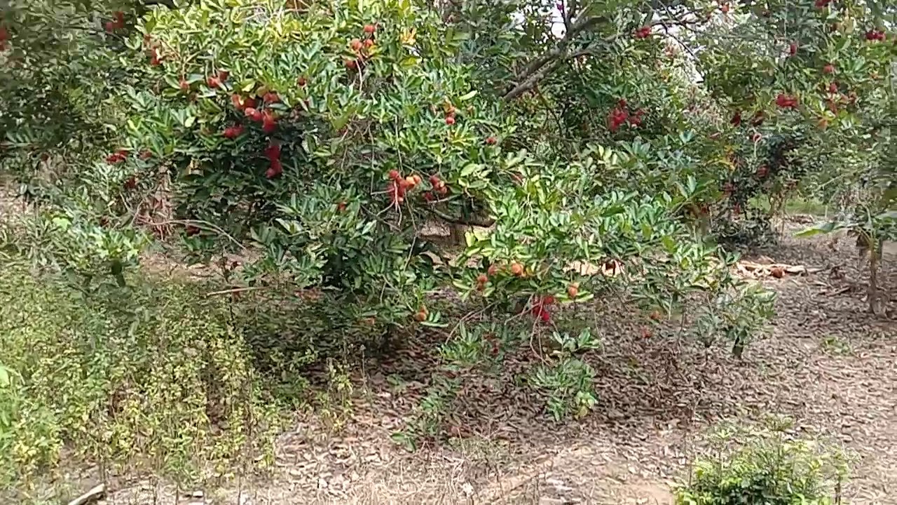 gambar kebun rambutan aceh