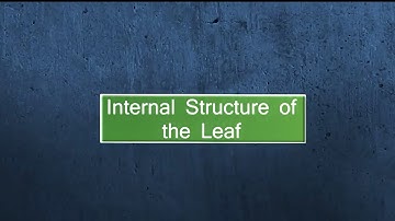 Internal Structure of the Leaf ||Full Concept learning ||With Animation