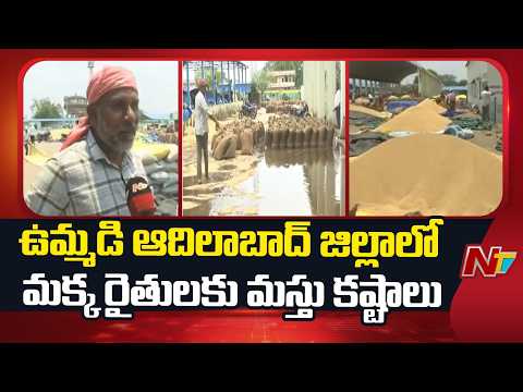 Adilabad District : ఉమ్మడి ఆదిలాబాద్ జిల్లాలో మక్క రైతులకు మస్తు కష్టాలు | NTV Telugu - NTVTELUGU