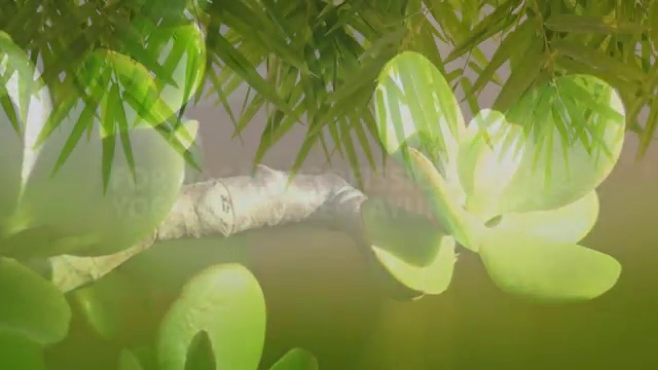 YOGA MASSAGEM AYURVÉDICA com MA BODHIGITA