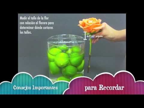 Diez Validación asiático Hazlo tu mismo - Rosas! - Limones Floridos - Español - YouTube
