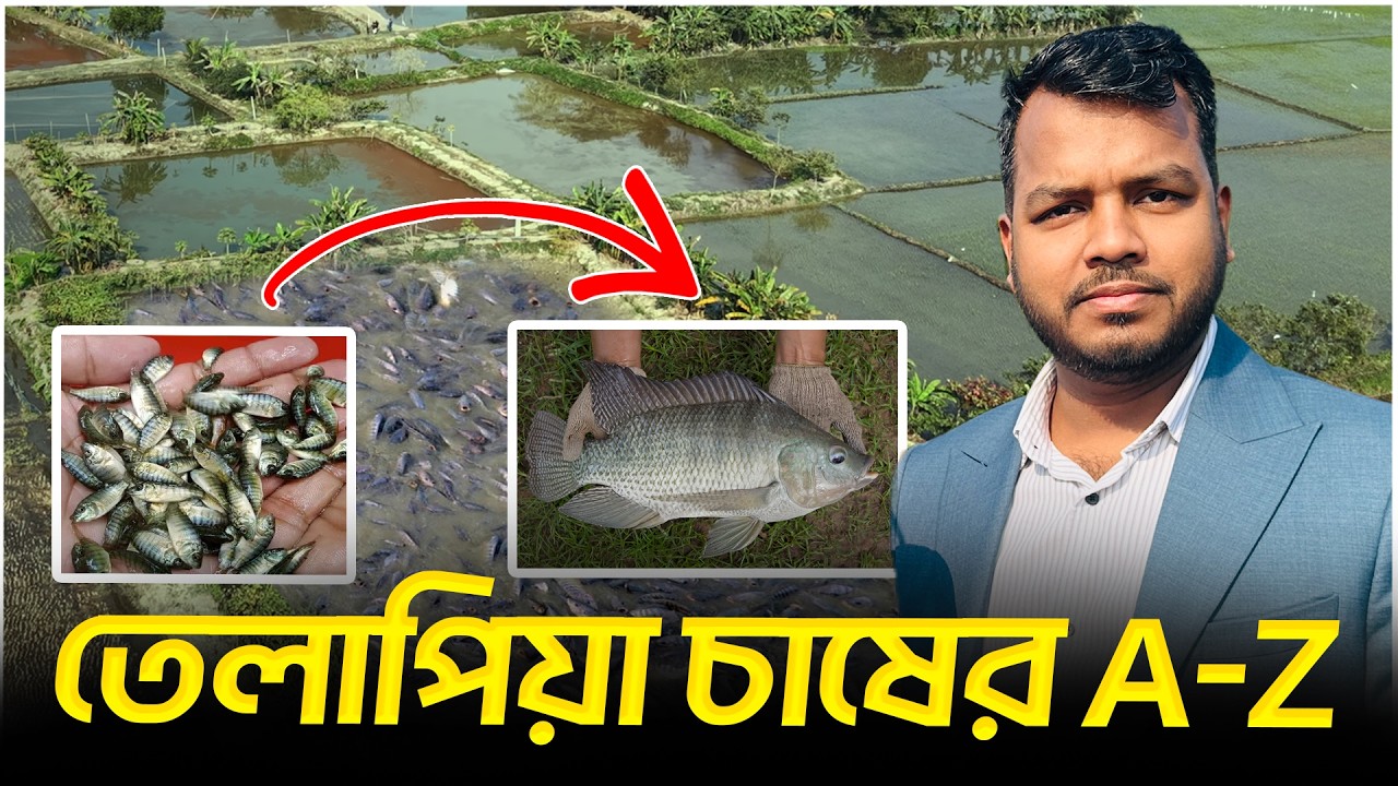 তেলাপিয়া মাছ চাষের A-Z || Shakib AGRO || Monosex Tilapia Fish Farming | তেলাপিয়া মাছ চাষের বিস্তারিত