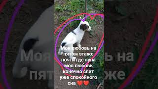 у меня в деревне умерла собака поддержите меня пожалуйста ❤️