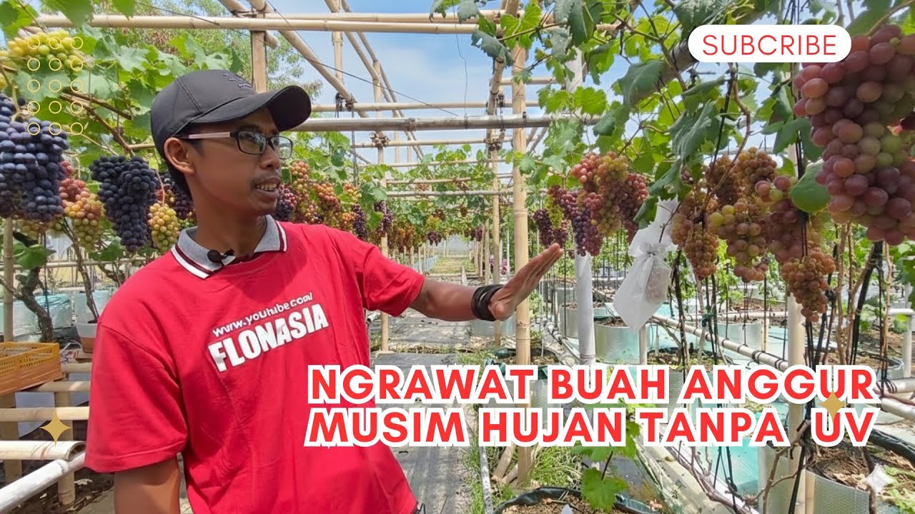 Tanpa Atap, Musim Hujan? Ni Cara Rawat Buah Anggur Biar Nggak Busuk & Rontok