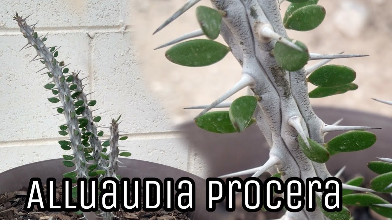Cuidados de Alluaudia procera o Madagascar Ocotillo // Transplante, cuidados y morfologia