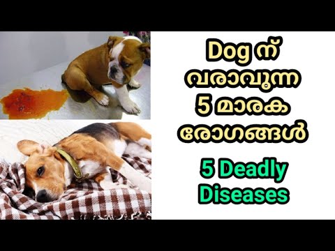 5 deadly dog diseases : distemper : parvo : rabies : vaccination : നായയെ വളര്‍ത്തുന്നവര്‍ അറിയാന്‍
