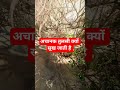 तुलसी क्यों सूख जाती है