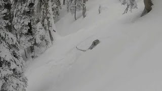 Skier Almost Runs Over Snow Leopard -2017