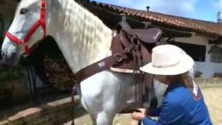 Mujer Caballista Ensillando Un Caballo Con Silla Mesace