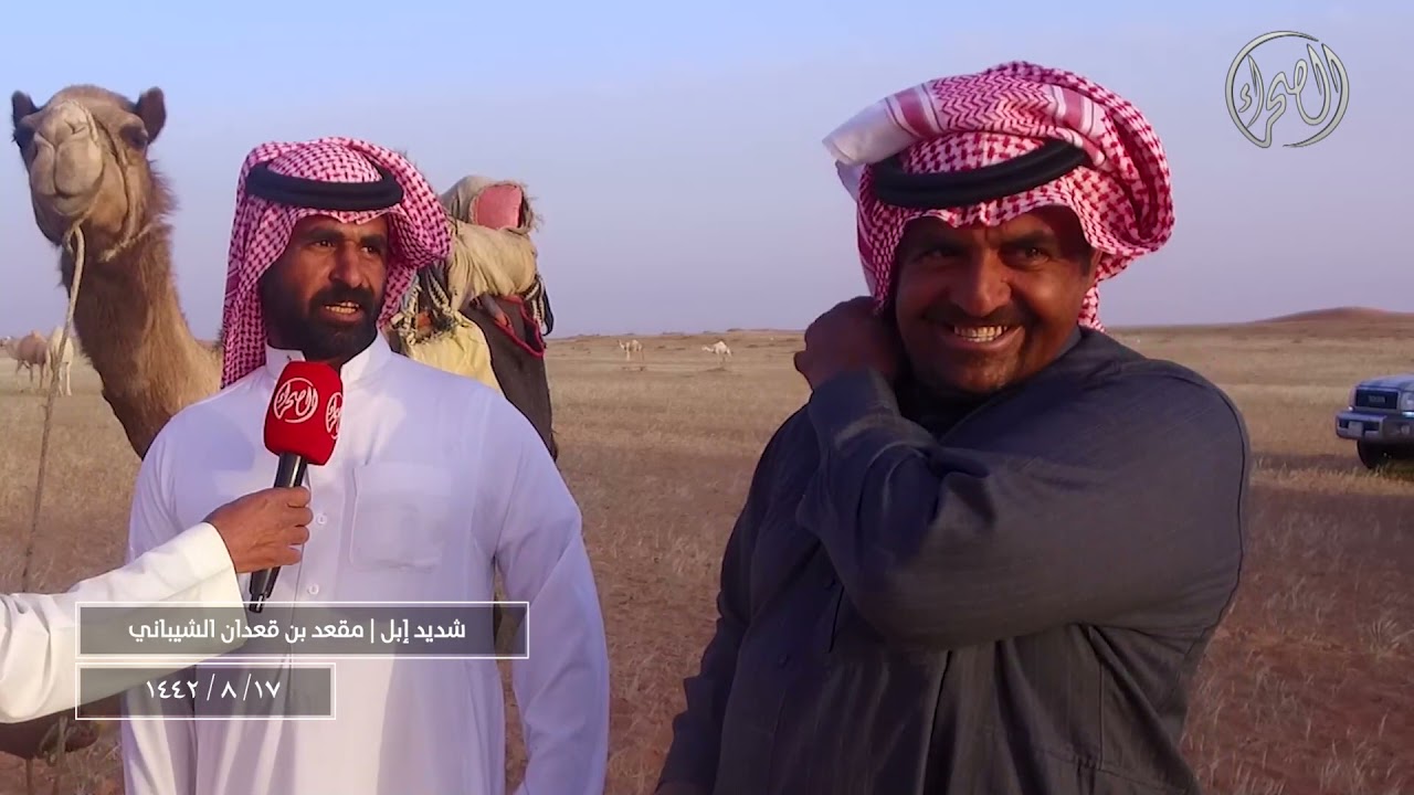 شديد أهل الإبل | مع مالك الإبل / مقعد بن قعدان الشيباني | 17-8-1442