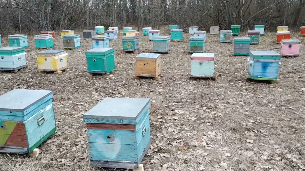 Начало кочевки, электро апилифт в деле.