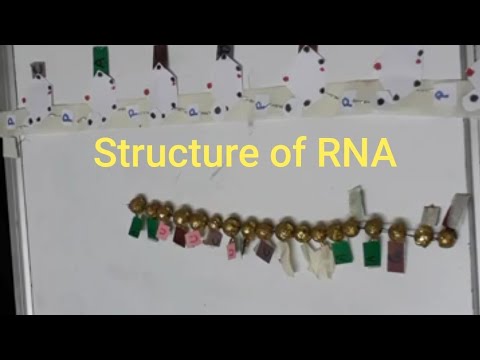 Video: RNA-sekvensering Avslører Et Ekstra Crz1-bindende Motiv I Promotere Av Dets Målgener I Det Humane Sopppatogenet Candida Albicans