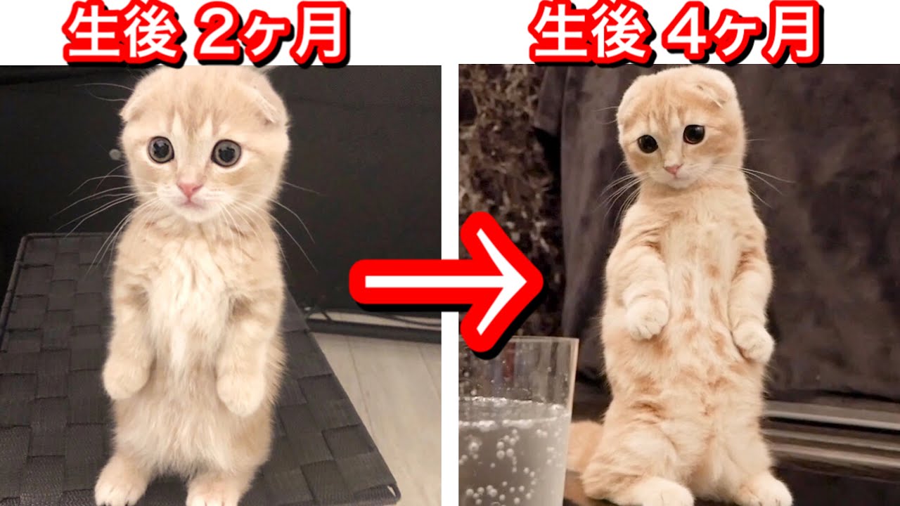 生後２ヶ月 ４ヶ月 短足マンチカンの子猫の成長記録 Youtube