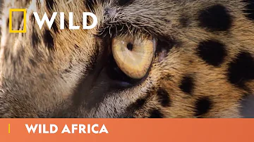 Fall Under The Spell Of Africa’s Magical Wildlife | Wild Africa | National Geographic Wild UK