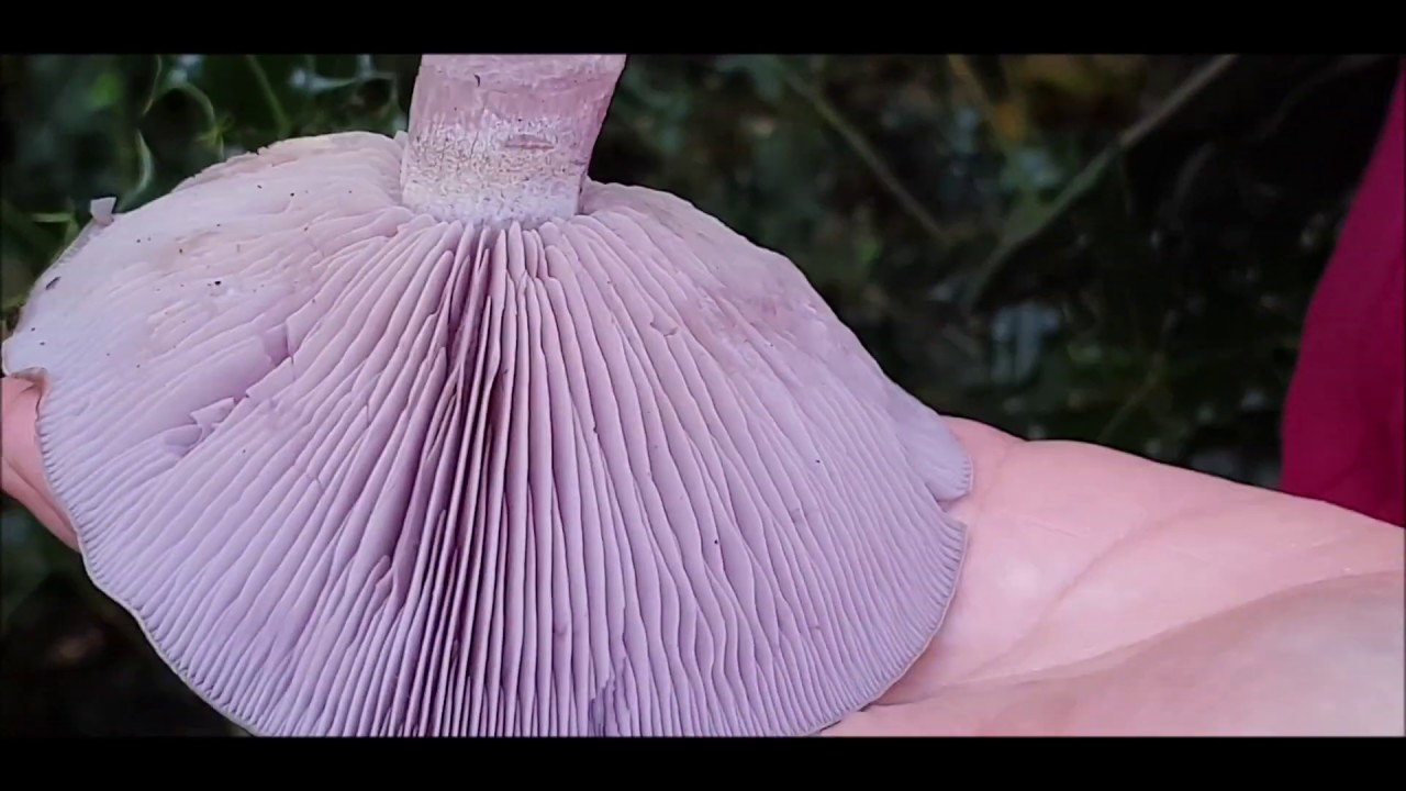 WILD BLEWIT MUSHROOMS WITH STEAK