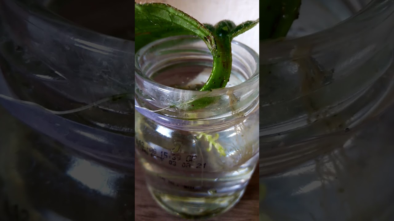 Cómo reproducir la planta  Gloximannia "She's dancing"