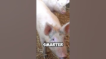 Pigs Are Smarter Than You Think! 🐷🤯