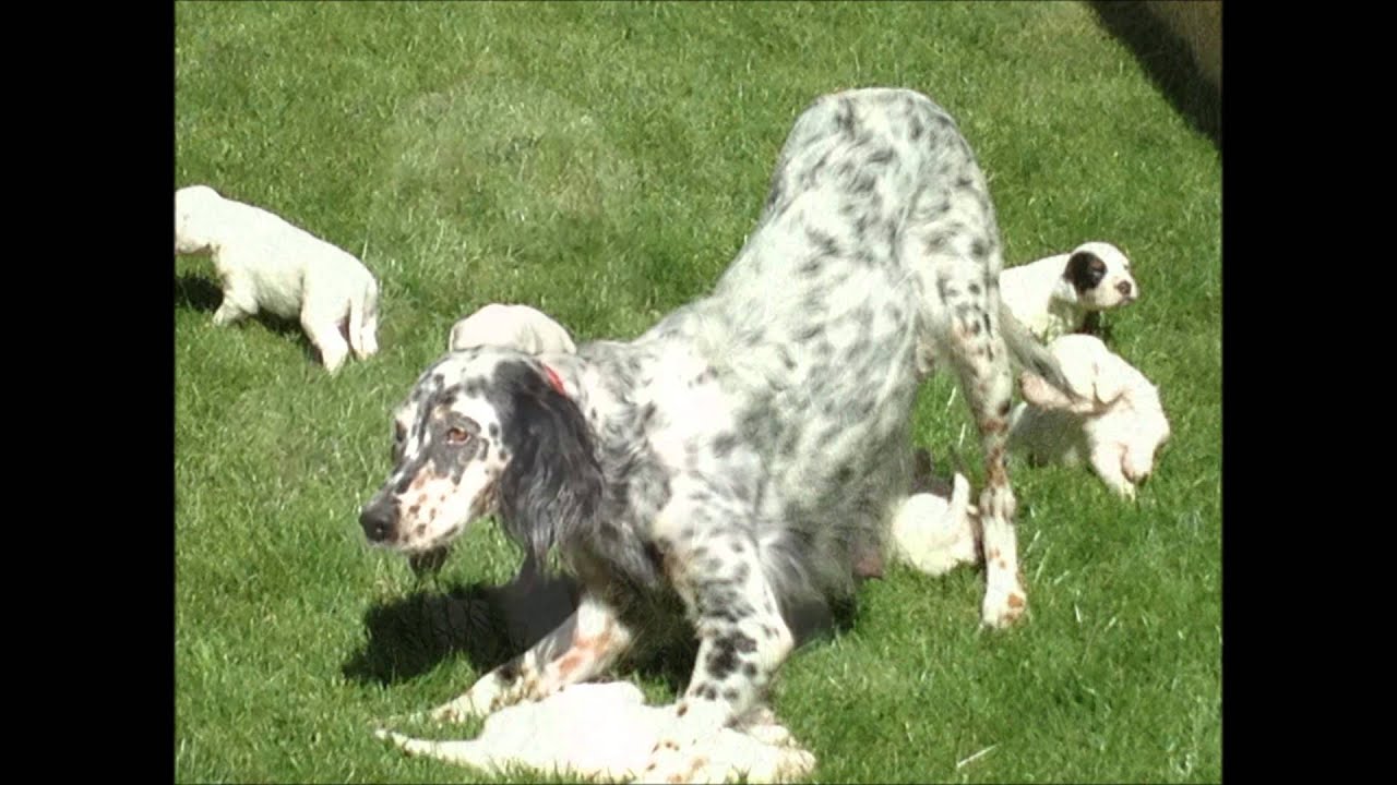 Chiots Setter Anglais Septembre 15 Youtube Chiots Setter Anglais Septembre 15 Youtube