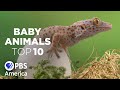 Baby Animals: The Top Ten - Most Mysterious (2023) | Full Documentary