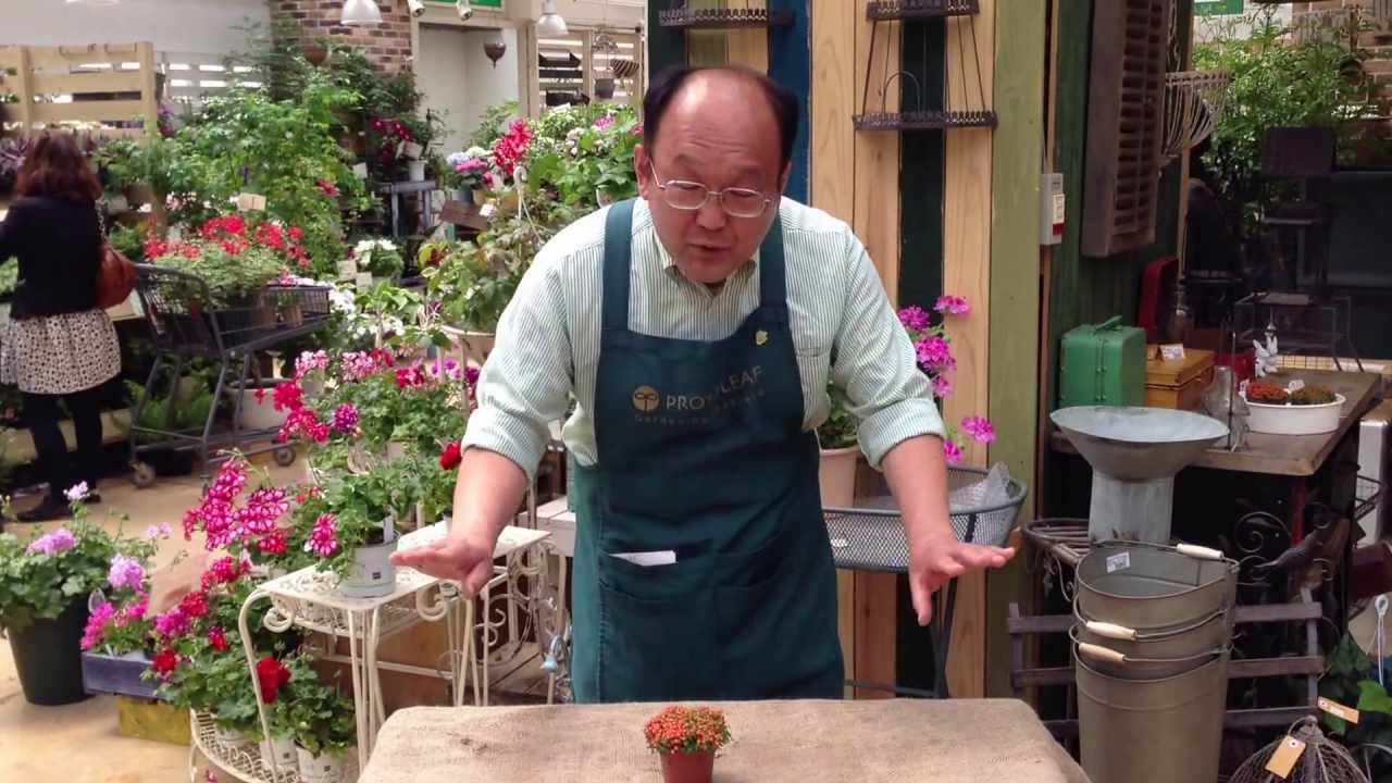 コケサンゴの育て方 日常管理 Youtube