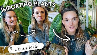 The Best Import Ever..? 14 days later  Houseplant Importing Issues + Updates