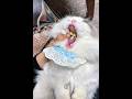 The goodest kitty taking their meds! 💊😻 #cat #kitten #meow #kitty #catshorts #cats