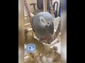 【ヨウムのレオ君】地震と雷があった日のレオ君との会話