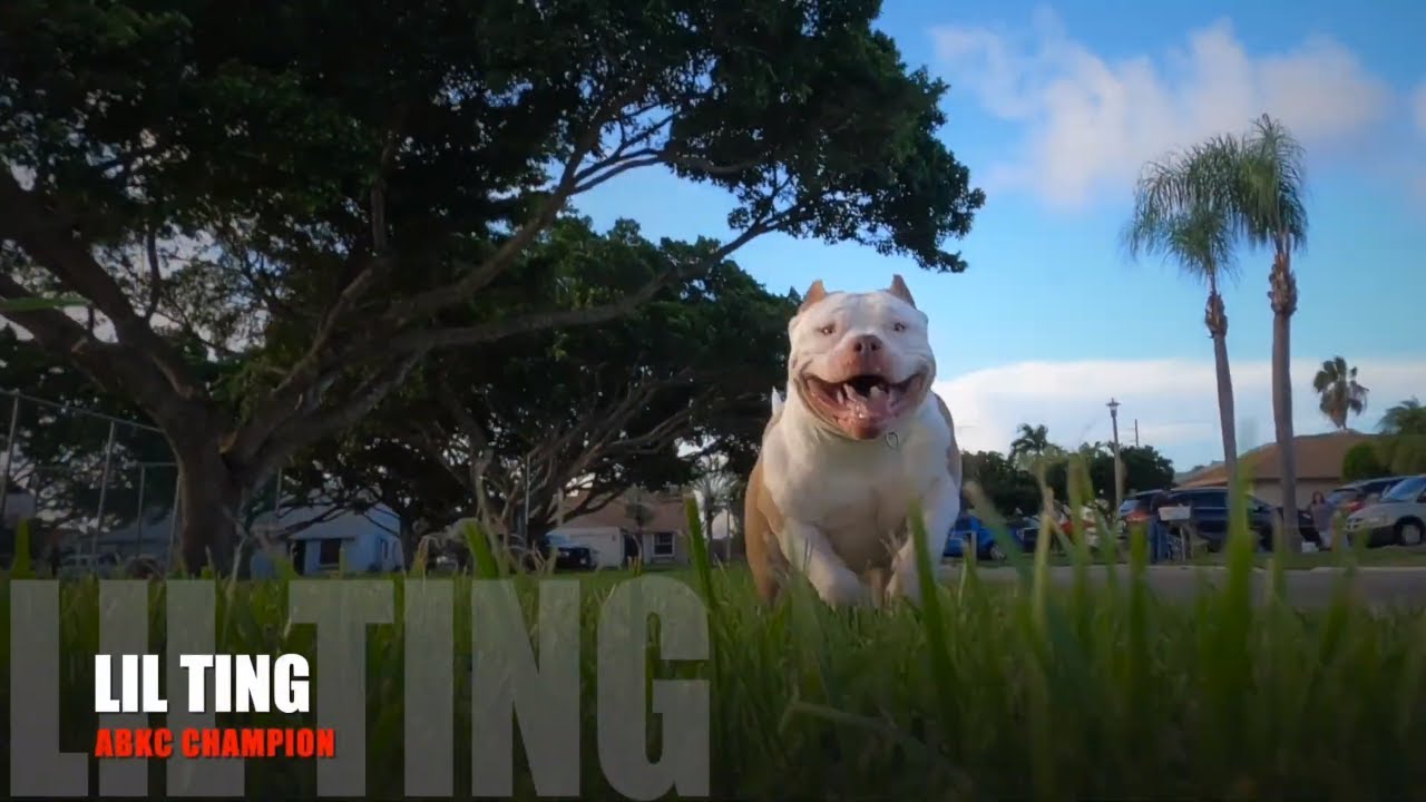 abkc olde english bulldogge