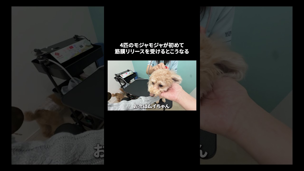 4匹のモジャモジャが初めて筋膜リリースを受けるとこうなる【多頭飼い】 ♯shorts