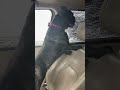 Our French Bulldog Freaking Out at the Car Wash- 1st Trip Ever