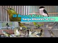 10 Jenis Burung dibawah 50 ribu