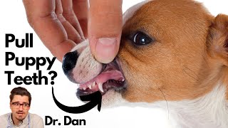 Celebrity When to pull Puppy Teeth.  Short lower jaw or retained. Net Worth