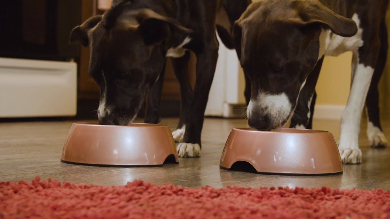 Evermore Pet Food Customer Testimonial YouTube