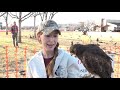 LUBBOCK FALCONRY CONVENTION 2018  NATPKG