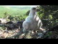 Banding a Golden Eagle