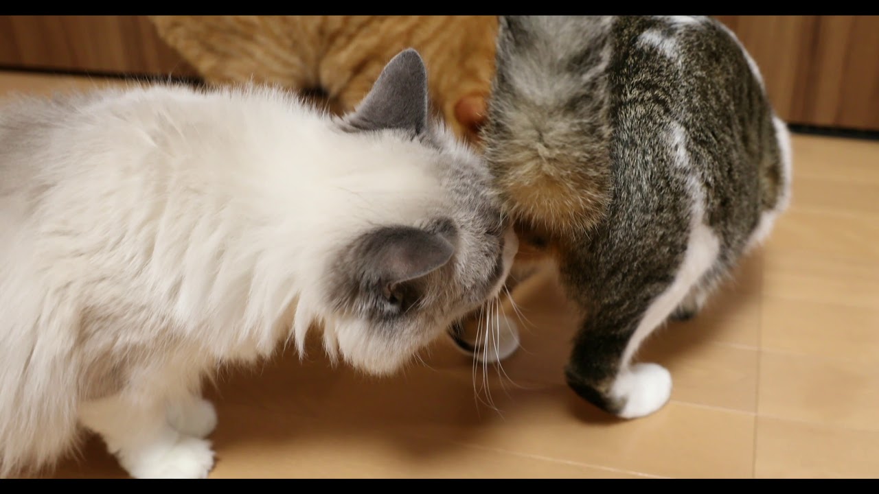 我が家の猫たちの様子（2019年11月）その1